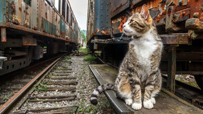 Котка бяга два пъти от вкъщи, намират я в пивоварна в Нотингам (СНИМКИ)