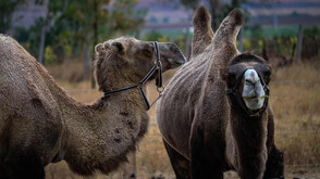 Екзотика в зоопарка: Семейство двугърби камили радват жители и гости на Бургас (ВИДЕО+СНИМКИ)