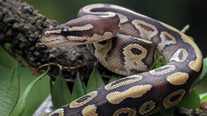 Отнеха защитени видове змии, отглеждани незаконно в частен дом в София