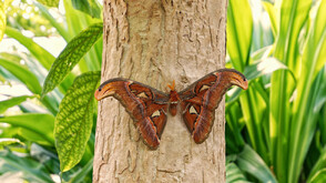 Редки и красиви: Седем пеперуди от вида "Атлас" се излюпиха наведнъж в музея в Пловдив