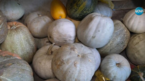 В Самоковско отгледаха тикви с размери, достойни за Гинес