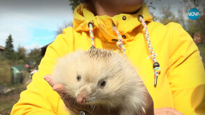 Таралежът албинос Драго: От международна сензация до обект на науката