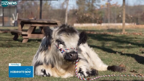 Мини крави в Мичиган оказват емоционална подкрепа и помагат за намаляване на стреса