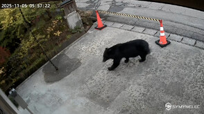 Мечка се разходи край музей в Япония (ВИДЕО)