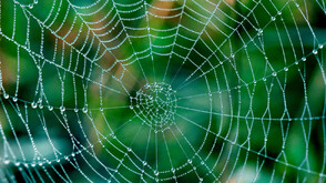 Откриха най-голямата паяжина в света, дом на над 100 000 насекоми (ВИДЕО)