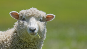 Овцата Калинка яде луканка и прави крос със стопанина си Дончо всяка сутрин