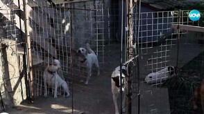 „Трябва да се преосмисли отношението към животните”: Чужденци разказват за системно насилие над кучета в Добричко