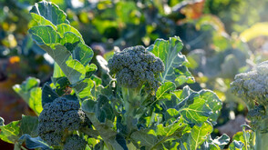 Броколи вместо картофи: Новата земеделска тенденция у нас