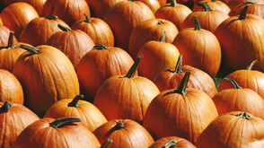 Село Горски извор – царството на тиквите (ВИДЕО)