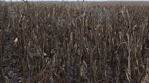 Сушата удари и по реколтата от царевица