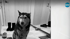 Кой е шофьорът, прегазил кучето Мая, и за какво наказание настояват хората в "Разсадника"