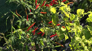 "Нищо лично": Българин е трети в света по лютоядство