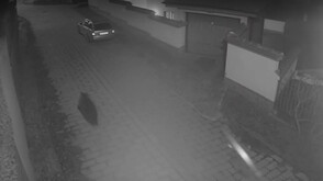 Мечка се разходи по улиците на Карлово (ВИДЕО)