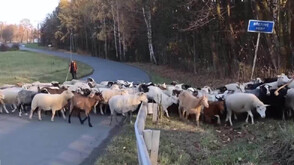 По стара традиция: Чешки овчари водят стадата си високо в планините за зимата