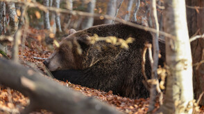 Половината мечки в Белица са заспали зимен сън