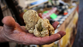 Скритото богатство на Истрия става все по-рядко: Белият трюфел под климатичен риск