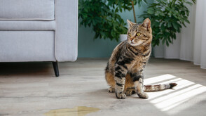 Случайно попаднала котка в колет изненада служители в Бавария