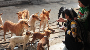 "Твоят талант спасява живот": Деца творят в помощ на приют с над 350 животни