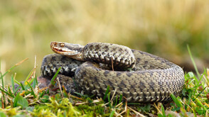 Прокуратурата разследва мъж за незаконно отглеждане на 200 пепелянки