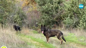 „Дотам и обратно”: Среща с кучетата, които спасяват защитени птици в Ивайловград