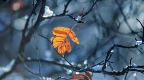 Дъжд и сняг в неделя