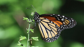 Стотици хиляди пеперуди монарх се завърнаха в Мексико (ВИДЕО)