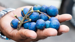 Кой е единственият истински син плод?