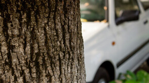 След удар в дърво: Мъж е настанен в болница с опасност за живота