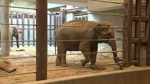 За пръв път от 25 години азиатска слоница в зоопарка "Смитсониън" е бременна (ВИДЕО)