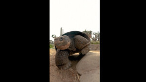 На 141-годишна възраст почина най-възрастната костенурка в зоопарка в Сан Диего (ВИДЕО)