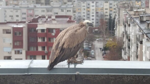Спасиха лешояд от покрив в Хасково