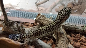 Предадоха спасени от контрабанда екзотични животни на терариума в Минерални бани