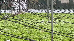 Поройните дъждове отнесоха реколтата в Югозападна България