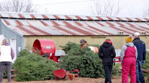 Започна празничният сезон: Все повече американци избират естествена елха