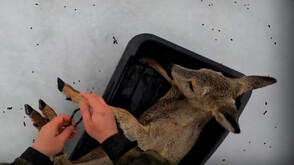 Рибари спасиха десетки сърни от замръзнало езеро (ВИДЕО)