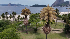 Природен феномен: Редки палми в Рио разцъфнаха за пръв и последeн път в живота си (ВИДЕО)