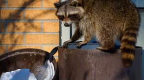 Енот “обра” магазин за алкохол във Вирджиния и препи със скоч
