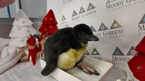 Бебе пингвинче от застрашен вид с дебют пред публика в аквариум в Тексас (ВИДЕО)