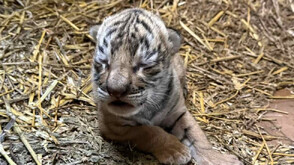 За първи път в историята на старозагорския зоопарк: Роди се бенгалско тигърче (СНИМКА)