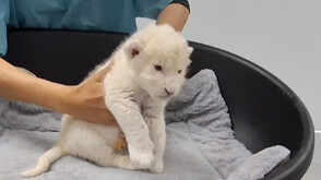 Показаха за пръв път две бели лъвчета във венецуелски зоопарк (ВИДЕО)