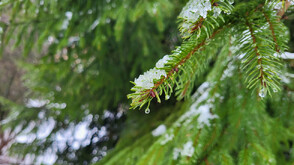 Облачно и дъждовно на Никулден