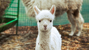 Показаха алпаката Инди - най-новото попълнение сред питомците в Софийския зоопарк (СНИМКИ)