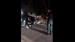 4-метров алигатор, блокирал улица във Флорида, вдигна полицията на крак (ВИДЕО)