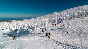 Уникалното природно чудо в риск: „Снежните чудовища“ на Япония са застрашени от изчезване