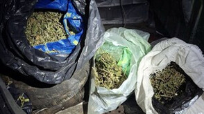 Иззеха 8 килограма марихуана, укрита в буркани и дерегистрирана кола в Бобов дол