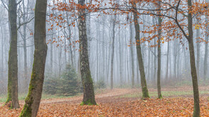 Времето в сряда: Мъгли сутринта, следобед повече слънце