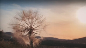 „Сезоните на едно глухарче” - спектакълът, който полетя от страниците