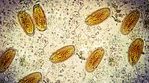 Когато контактът с животни крие риск: Паразитни инфекции и защита