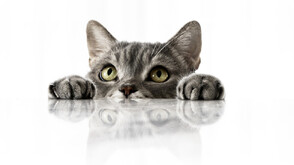 7 сигурни знака, че котката ви ви приема за семейство