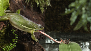 От сурови жаби до сериозна диагноза: Необичаен медицински случай в Шанхай